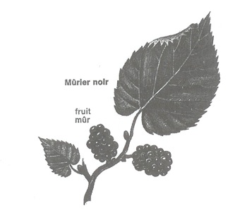 murier-feuille-labeaume
